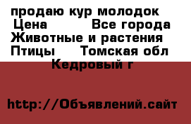 продаю кур молодок. › Цена ­ 320 - Все города Животные и растения » Птицы   . Томская обл.,Кедровый г.